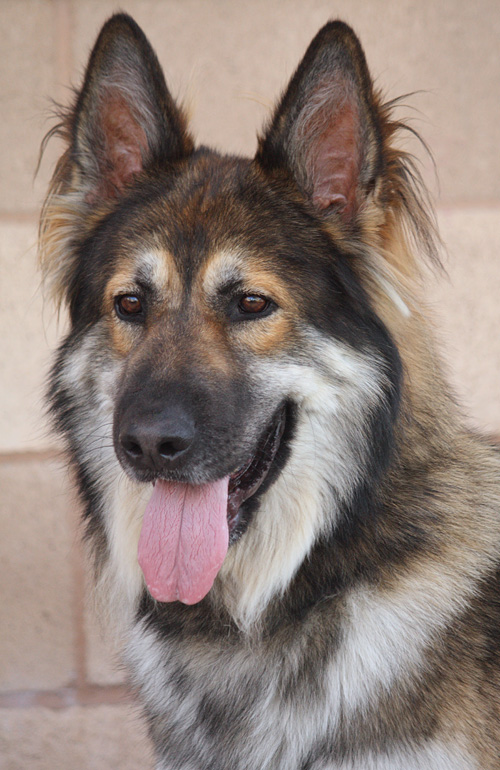 Westside German Shepherd Rescue of Los Angeles